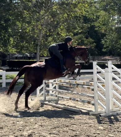 HorseID: 2309497 Regardez L’etoile - PhotoID: 1093910