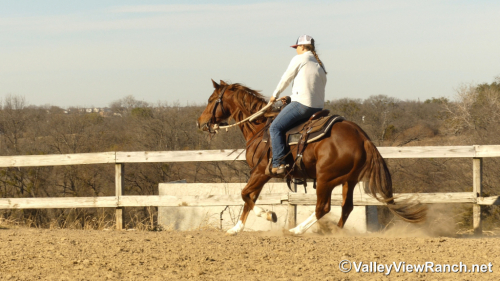 HorseID: 2309498 Pretty Flashy Cat - PhotoID: 1093912