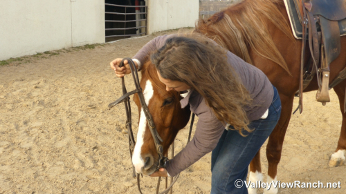 HorseID: 2309498 Pretty Flashy Cat - PhotoID: 1093913