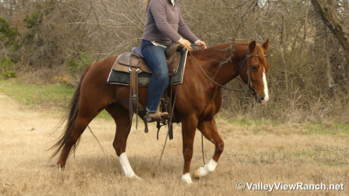 HorseID: 2309498 Pretty Flashy Cat - PhotoID: 1093914