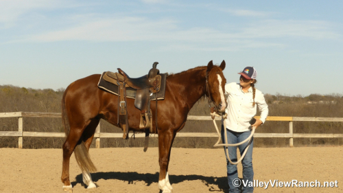 HorseID: 2309498 Pretty Flashy Cat - PhotoID: 1093915