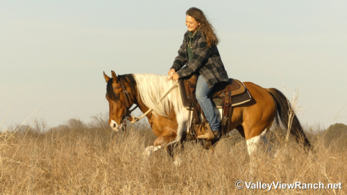 HorseID: 2309500 Mystery - PhotoID: 1093917