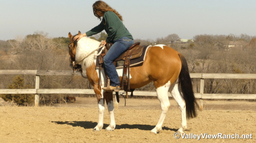 HorseID: 2309500 Mystery - PhotoID: 1093918