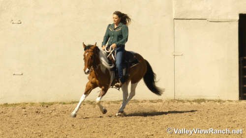 HorseID: 2309500 Mystery - PhotoID: 1093919