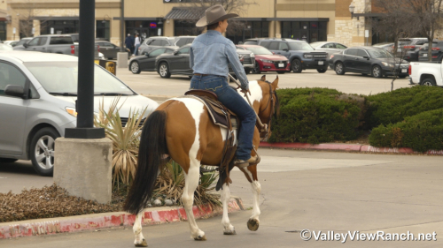 HorseID: 2309500 Mystery - PhotoID: 1093920