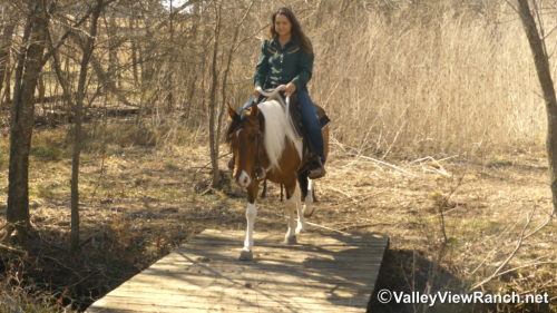 HorseID: 2309500 Mystery - PhotoID: 1093921