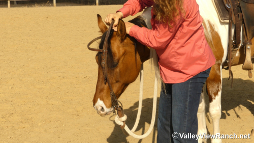 HorseID: 2309500 Mystery - PhotoID: 1093922