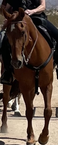 HorseID: 2309503 Dixie - PhotoID: 1093923