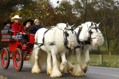 HorseID: 2309505 Vanilla & Cream - PhotoID: 1093932