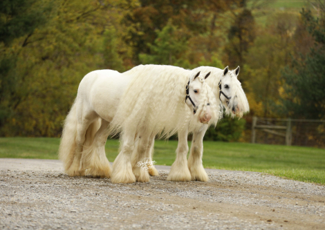 HorseID: 2309505 Vanilla & Cream - PhotoID: 1093933