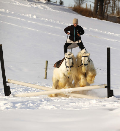 HorseID: 2309505 Vanilla & Cream - PhotoID: 1093934