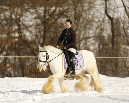 HorseID: 2309505 Vanilla & Cream - PhotoID: 1093935