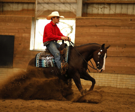 HorseID: 2309506 Promises Promises - PhotoID: 1093937