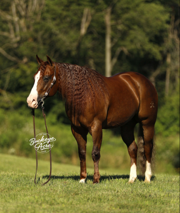 HorseID: 2309506 Promises Promises - PhotoID: 1093938