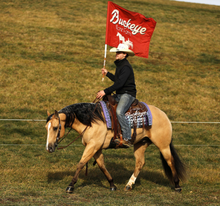 HorseID: 2309507 Pepperbee Cowboy - PhotoID: 1093924