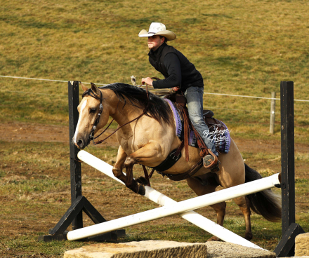 HorseID: 2309507 Pepperbee Cowboy - PhotoID: 1093925