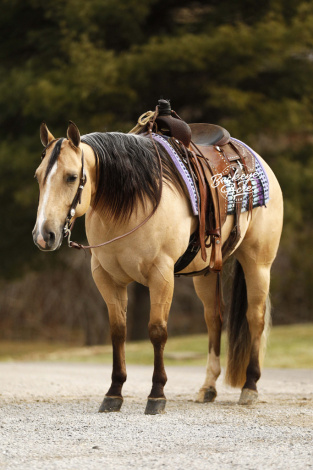 HorseID: 2309507 Pepperbee Cowboy - PhotoID: 1093927