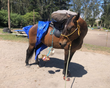 HorseID: 2309514 Gentle Canadian Horse - PhotoID: 1093950