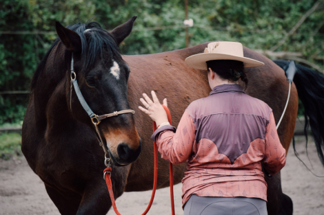 HorseID: 2309514 Gentle Canadian Horse - PhotoID: 1093951