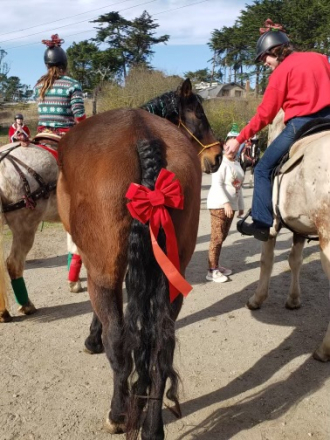 HorseID: 2309514 Gentle Canadian Horse - PhotoID: 1093953
