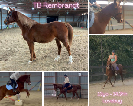 HorseID: 2309515 TB Rembrandt - PhotoID: 1093954