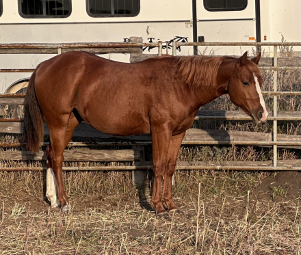 HorseID: 2309523 A Very Hot Impulse - PhotoID: 1093956