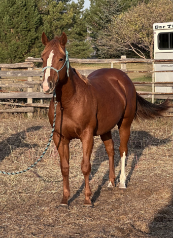 HorseID: 2309523 A Very Hot Impulse - PhotoID: 1093957