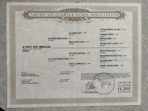 HorseID: 2309523 A Very Hot Impulse - PhotoID: 1093958