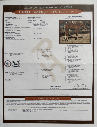 HorseID: 2309523 A Very Hot Impulse - PhotoID: 1093959