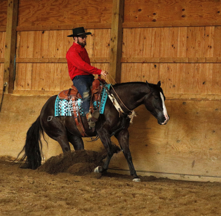 HorseID: 2309524 Black Markett - PhotoID: 1093973
