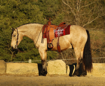 HorseID: 2309525 Buckeyes Martini - PhotoID: 1093968