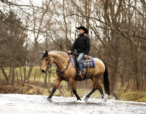 HorseID: 2309525 Buckeyes Martini - PhotoID: 1093970