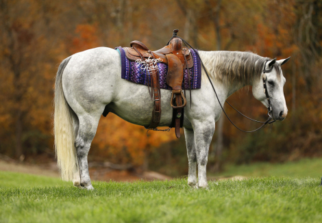 HorseID: 2309526 RE Missn Mecom 210 - PhotoID: 1093976