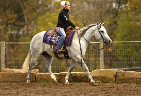 HorseID: 2309526 RE Missn Mecom 210 - PhotoID: 1093979