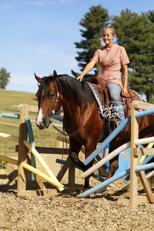 HorseID: 2309527 Metalic Bodee - PhotoID: 1093982