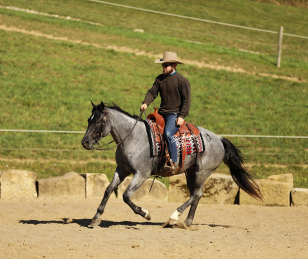 HorseID: 2309528 Buckeyes Tokyo - PhotoID: 1093965