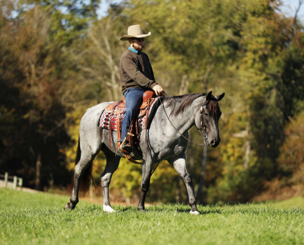 HorseID: 2309528 Buckeyes Tokyo - PhotoID: 1093966