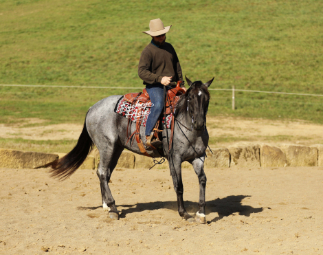 HorseID: 2309528 Buckeyes Tokyo - PhotoID: 1093967