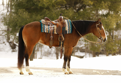 HorseID: 2309529 Buckeyes Atticus - PhotoID: 1093960