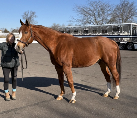 HorseID: 2309530 Luke - PhotoID: 1094045