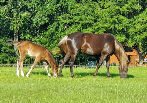 HorseID: 2309531 Cisco - PhotoID: 1093984