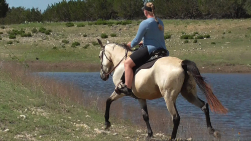 HorseID: 2309532 Rowdy Rhythm's Amazing Grace - PhotoID: 1093985