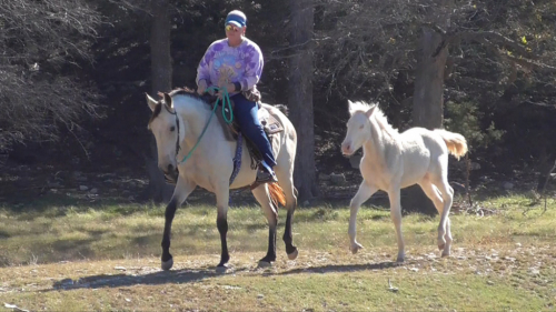 HorseID: 2309532 Rowdy Rhythm's Amazing Grace - PhotoID: 1093988