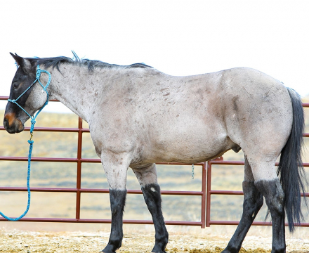 HorseID: 2309534 Roan of Frost - PhotoID: 1093990