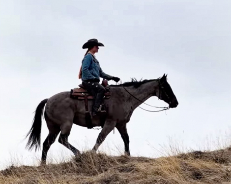 HorseID: 2309534 Roan of Frost - PhotoID: 1093991