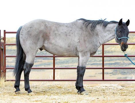 HorseID: 2309534 Roan of Frost - PhotoID: 1093992