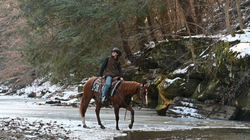 HorseID: 2309535 Cody Boys Oak - PhotoID: 1093994