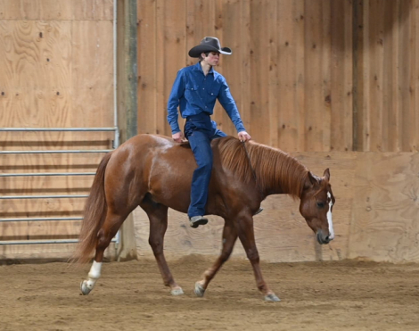 HorseID: 2309535 Cody Boys Oak - PhotoID: 1093995