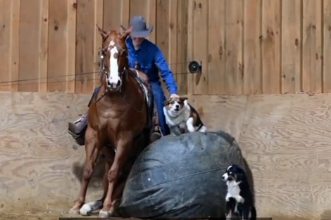 HorseID: 2309535 Cody Boys Oak - PhotoID: 1093996