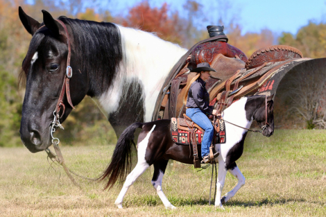 HorseID: 2309536 Thunder - PhotoID: 1093997